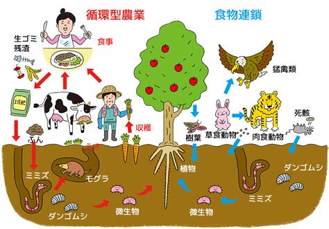 土 動物|森林生態系における分解者（土壌動物・微生物）